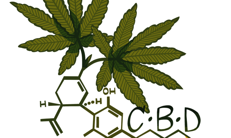 A Beginners Cheat Sheet to Growing Cannabis
