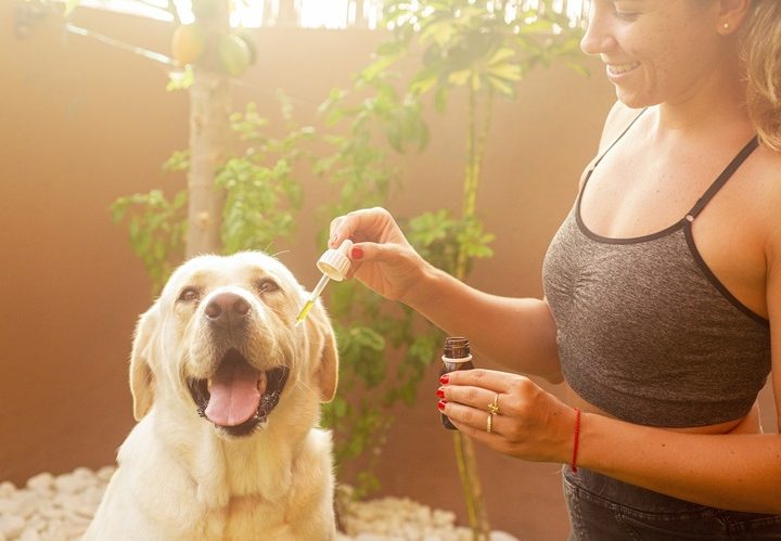 CBD Oil for Pets: Crucial Things to Know