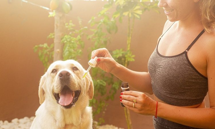 CBD Oil for Pets: Crucial Things to Know