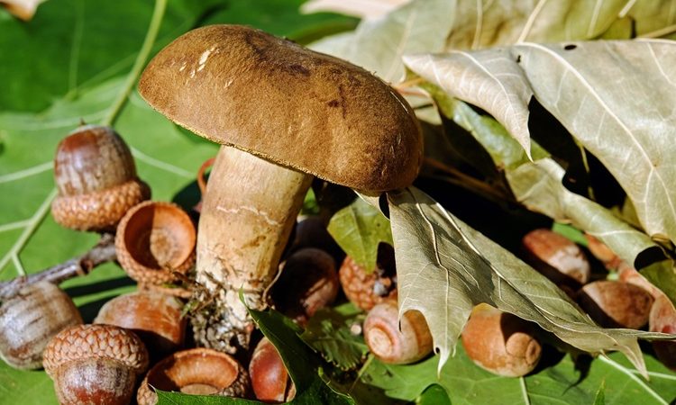 How Effective THC Edibles Are Know the Benefits