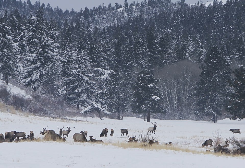 Elk Feeding Stations Ellensburg