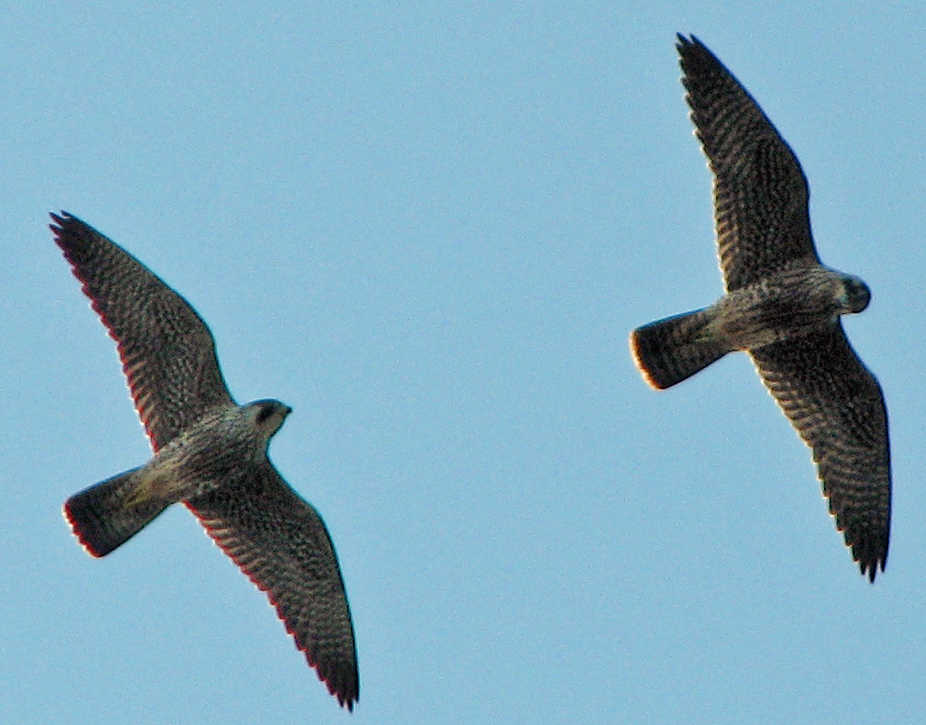 Hawks Of Maine