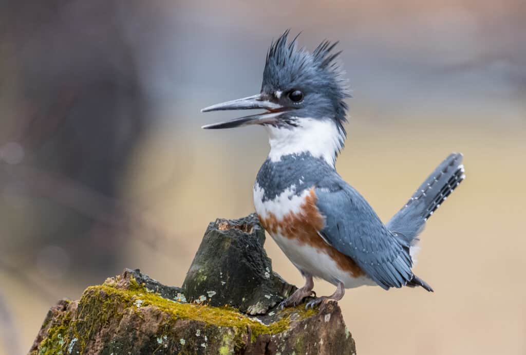 How To Find the Best “Bird Watching Near Me” in Minnesota