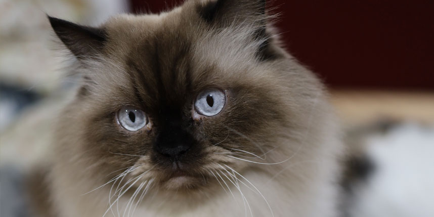 Top Facts That You Must Before Your Own a Himalayan Cat