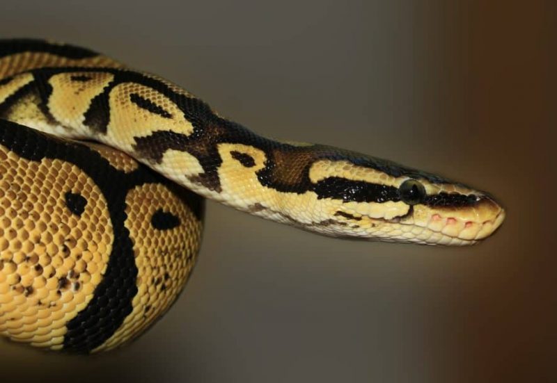 Your First Ball Python Snake – Things to Remember