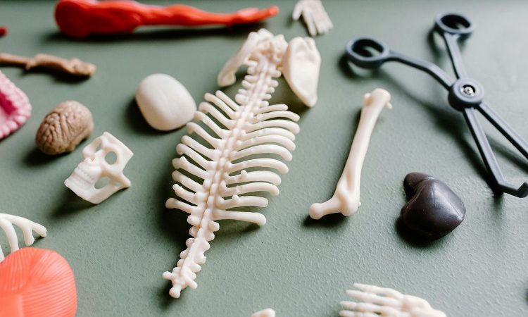 Osteopur: A Holistic Approach to Bone Health