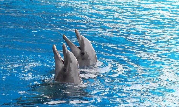Explore Diverse Dolphin Habitats Around the World