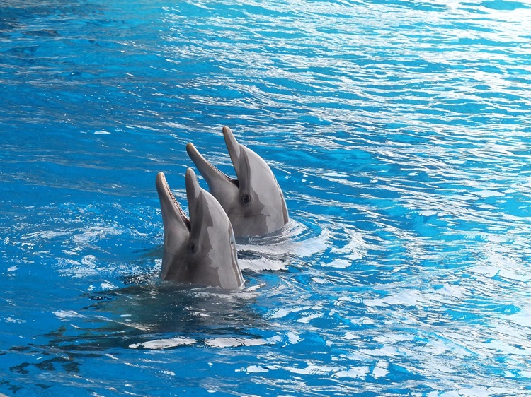 Explore Diverse Dolphin Habitats Around the World