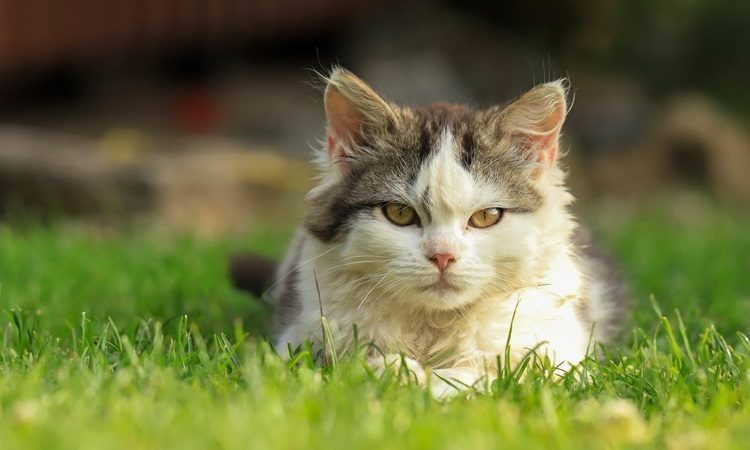 Cat Enrichment: Ultimate Guide to a Happy and Healthy Feline