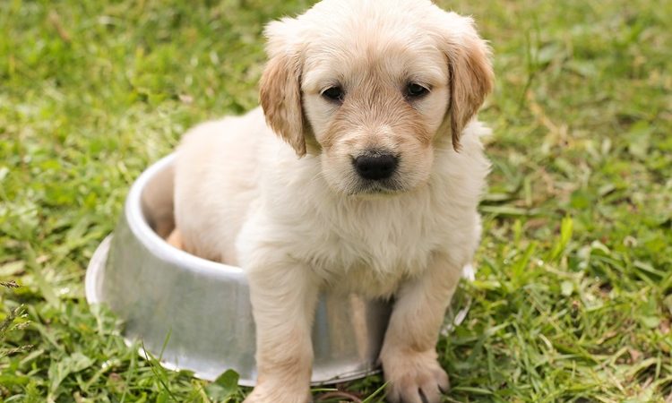 How Single Raised Dog Bowls for Large Breeds Make Winter Feeding More Comfortable